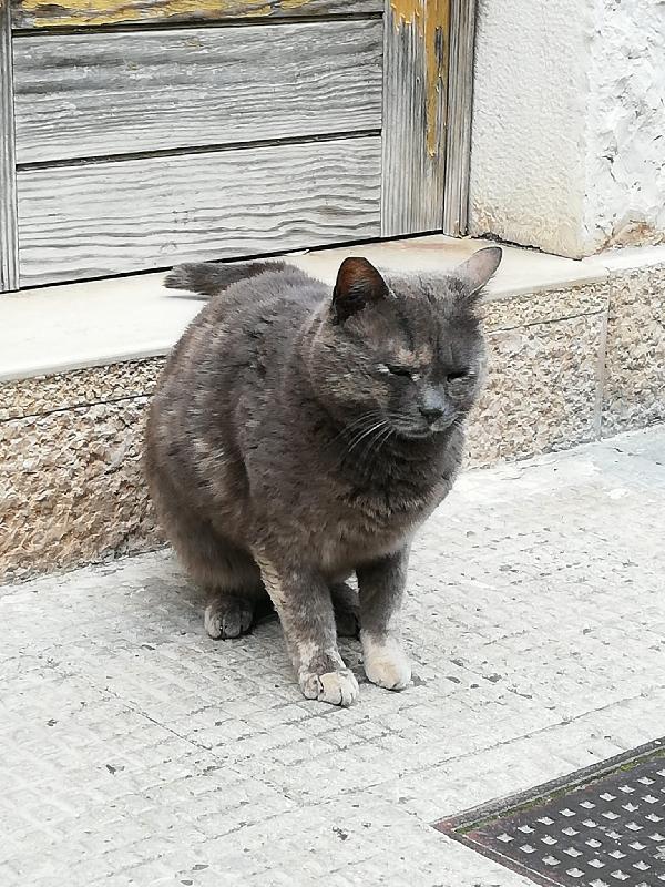 Raviolina randagia in cerca di coccole costanti Foto 8